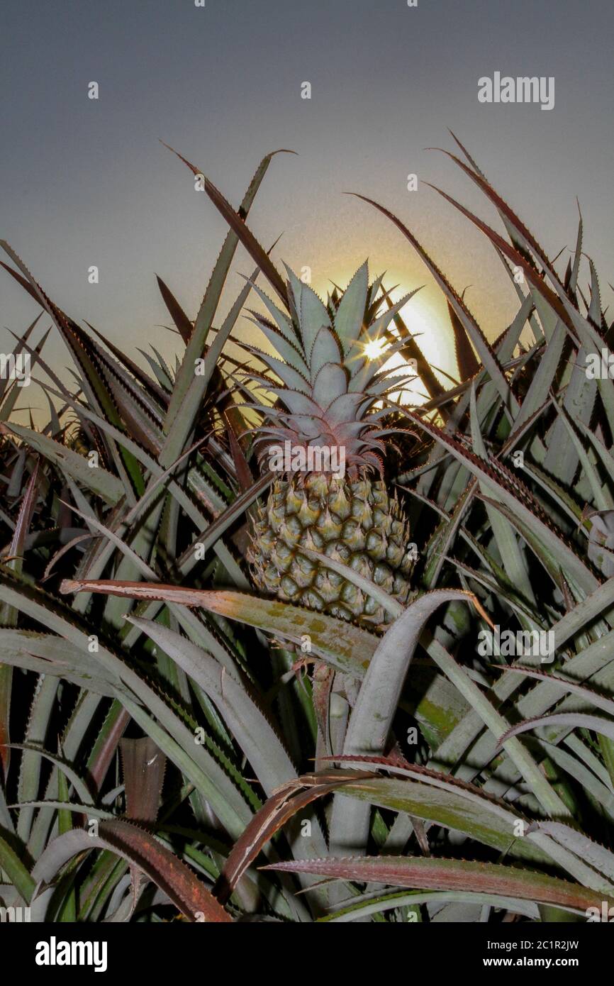 Pinapple field in South Africa Stock Photo