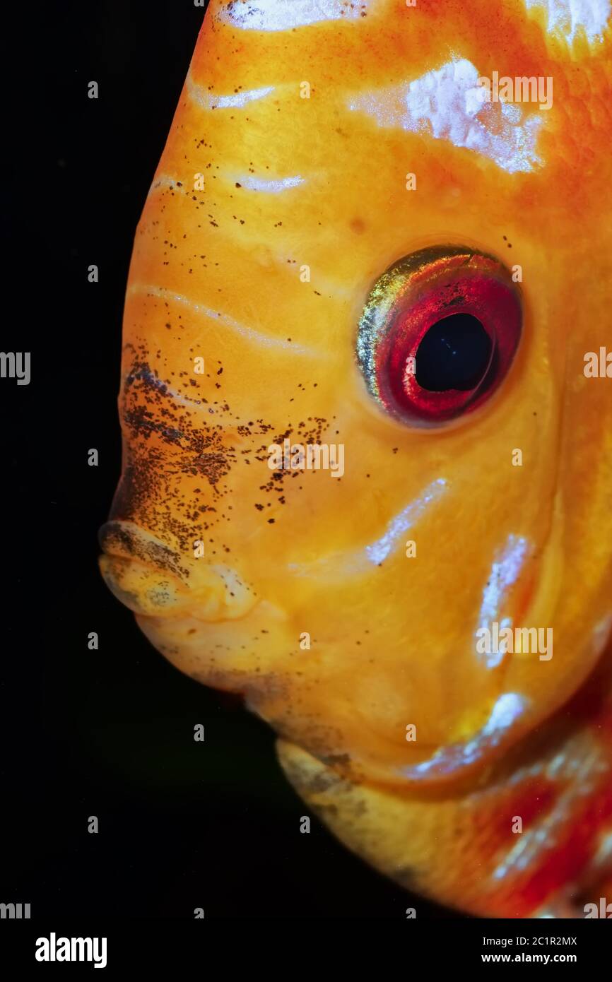 Portrait of discus fish (Sympysodon) isolated on a black background Stock Photo