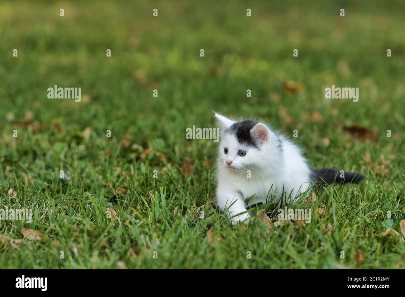 Little white kitten playing on the green grass Stock Photo - Alamy