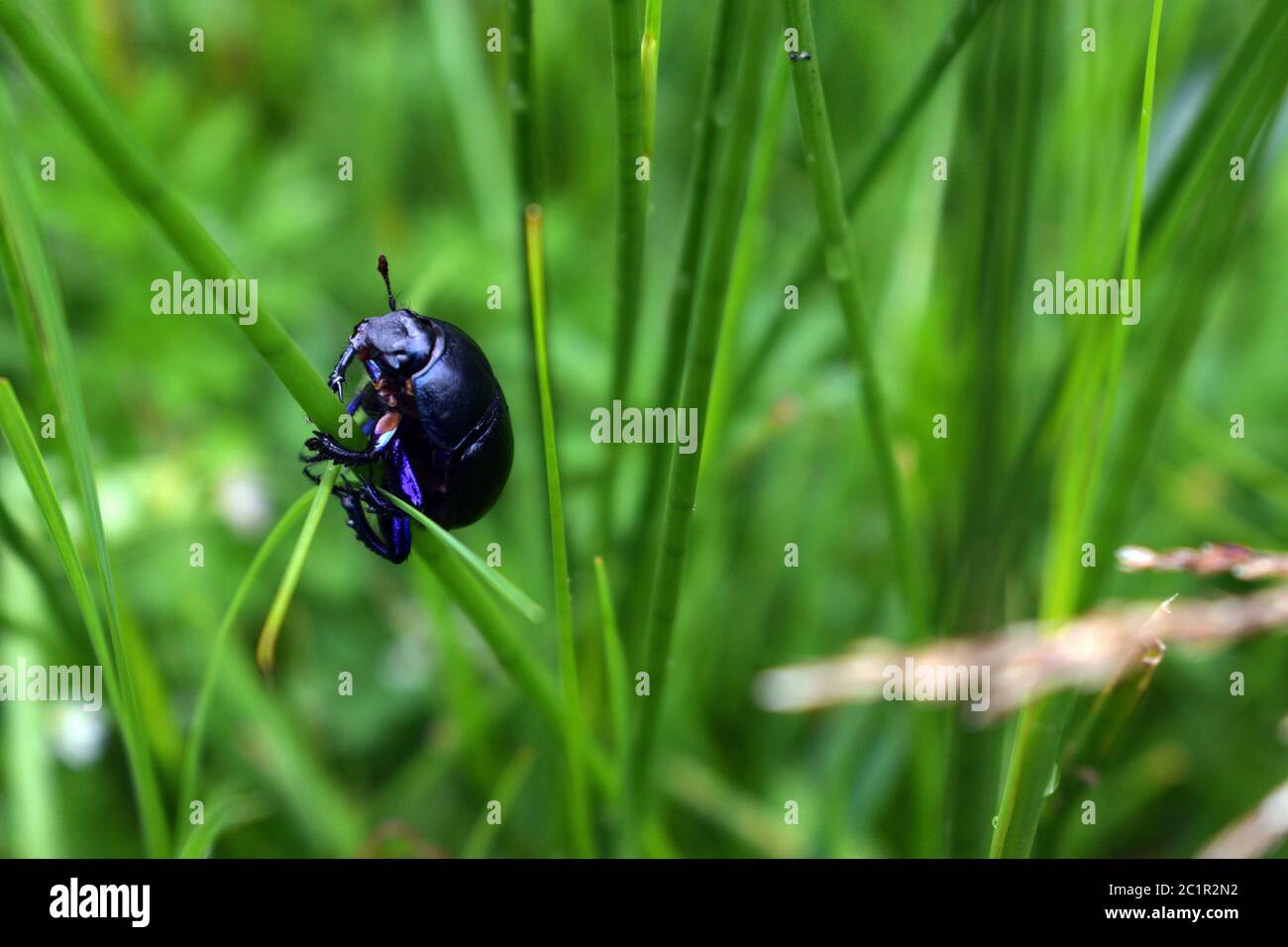 Dor Beetle climbing up a blade of grass Stock Photo