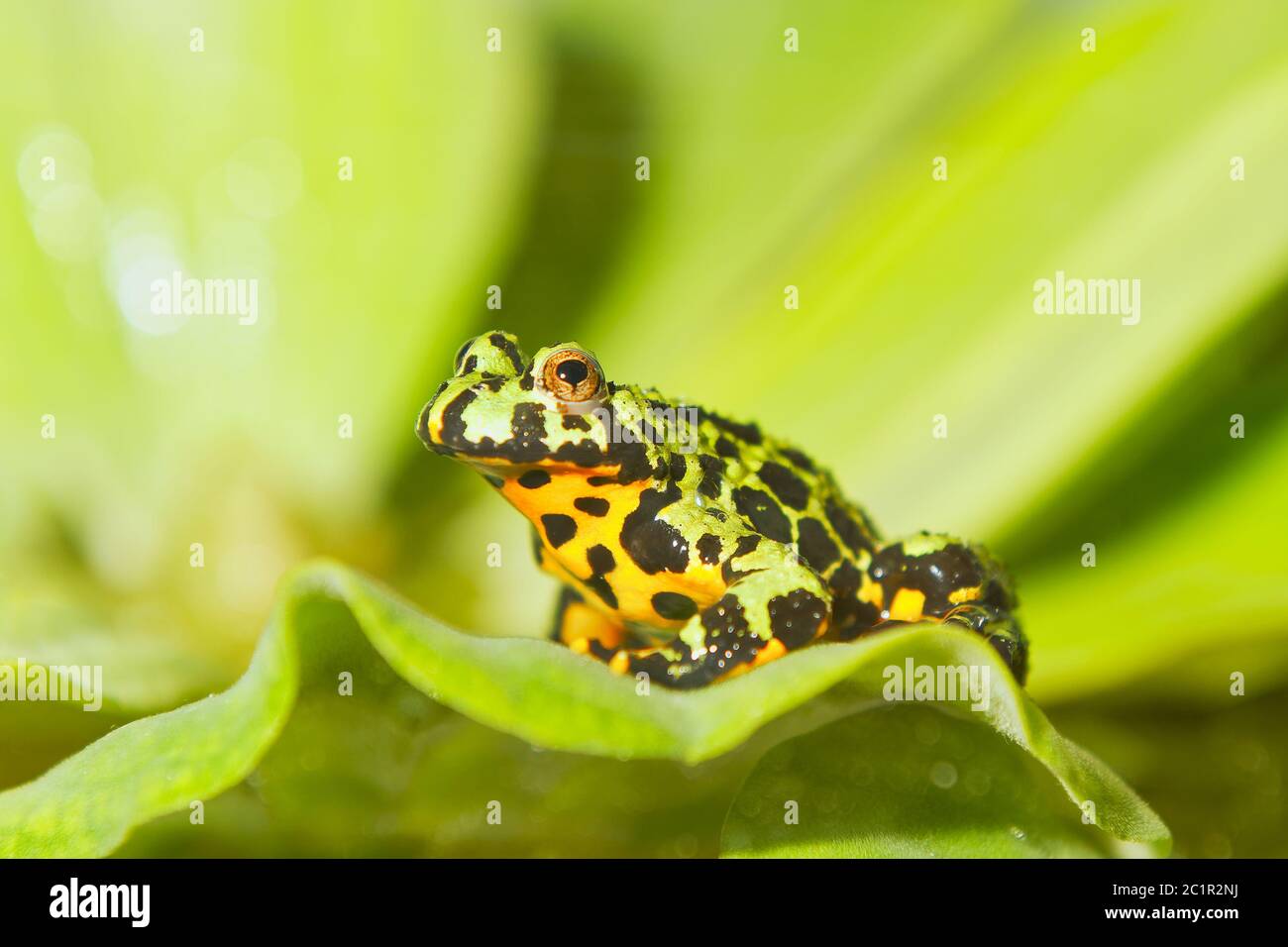 Frog Oriental fire-bellied toad (Bombina orientalis) sitting on a green leaf Stock Photo