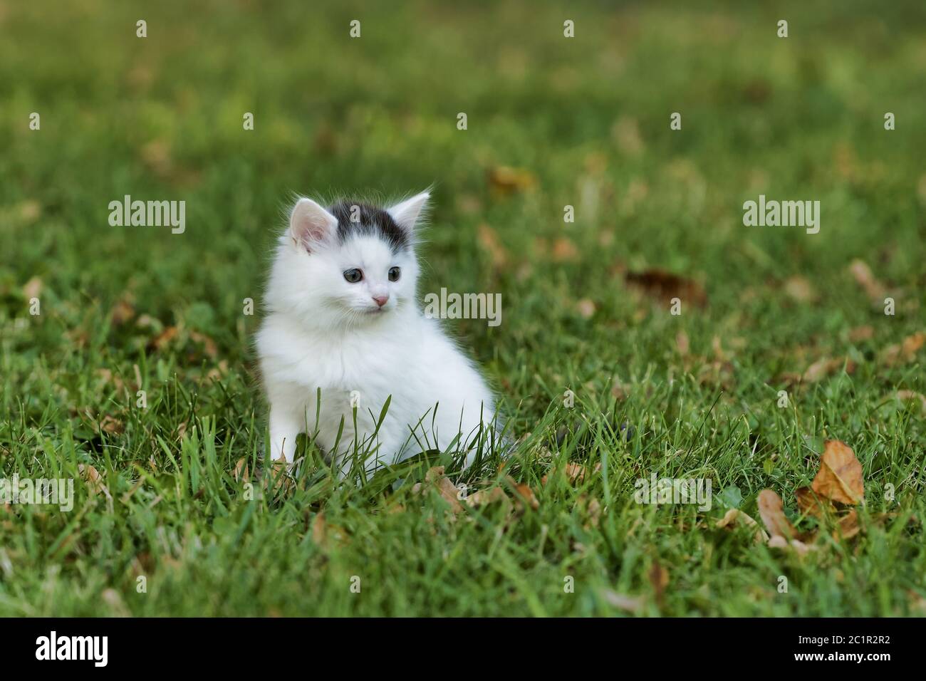 Little white kitten playing on the green grass Stock Photo - Alamy