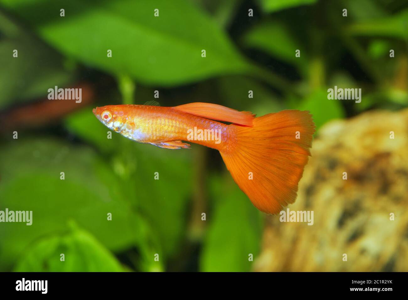 Portrait of aquarium fish - guppy (Poecilia reticulata) in a aquarium Stock Photo