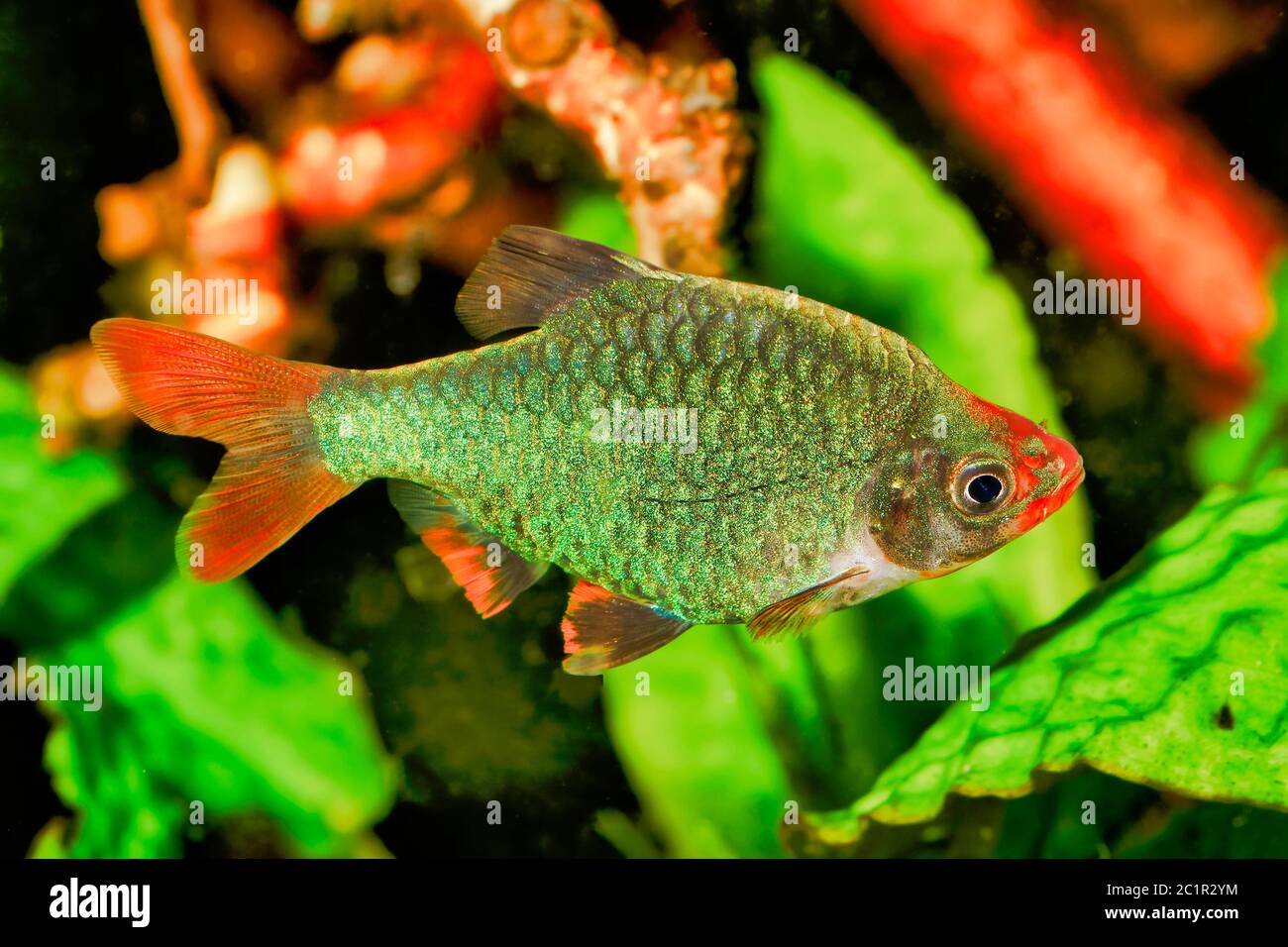 Portrait of aquarium fish - Sumatra barb (Puntigrus tetrazona) in a aquarium Stock Photo