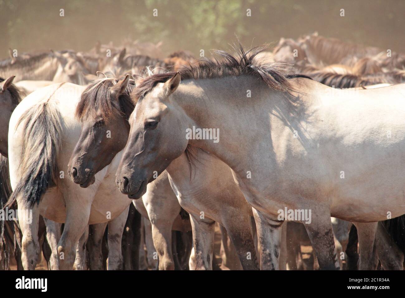 wild-horses in DÃ¼lmen Stock Photo