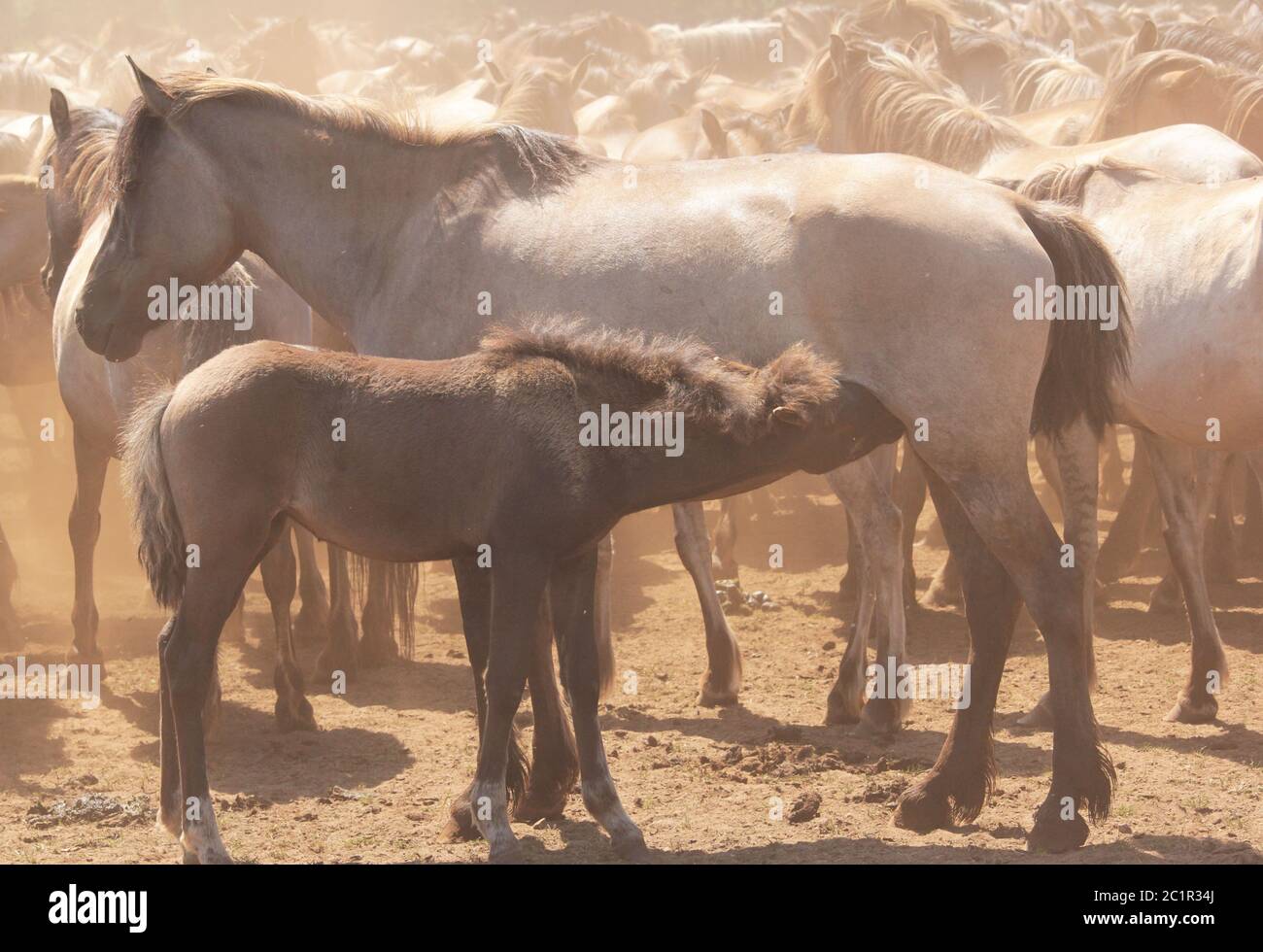 wild-horses in DÃ¼lmen Stock Photo