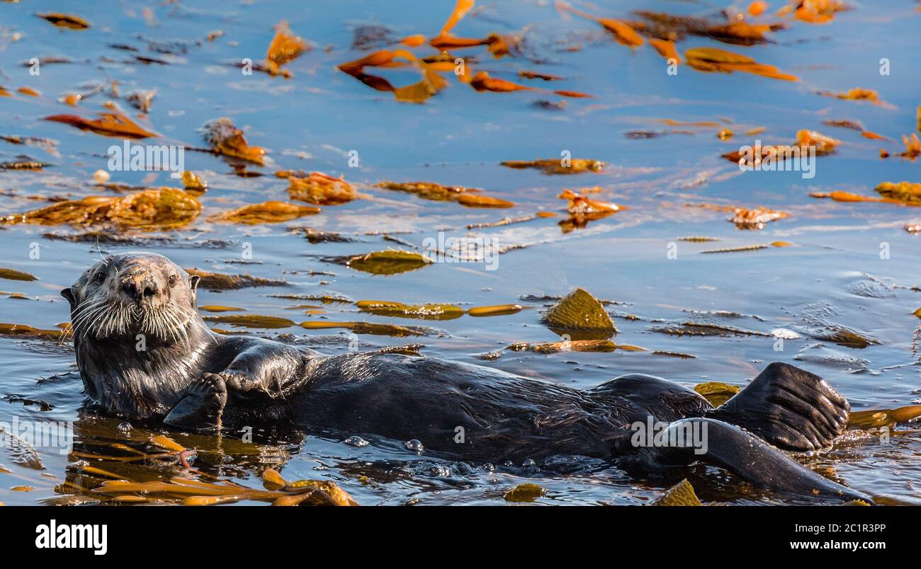 Otter Floating on its back in Monterey Bay, California Stock Photo