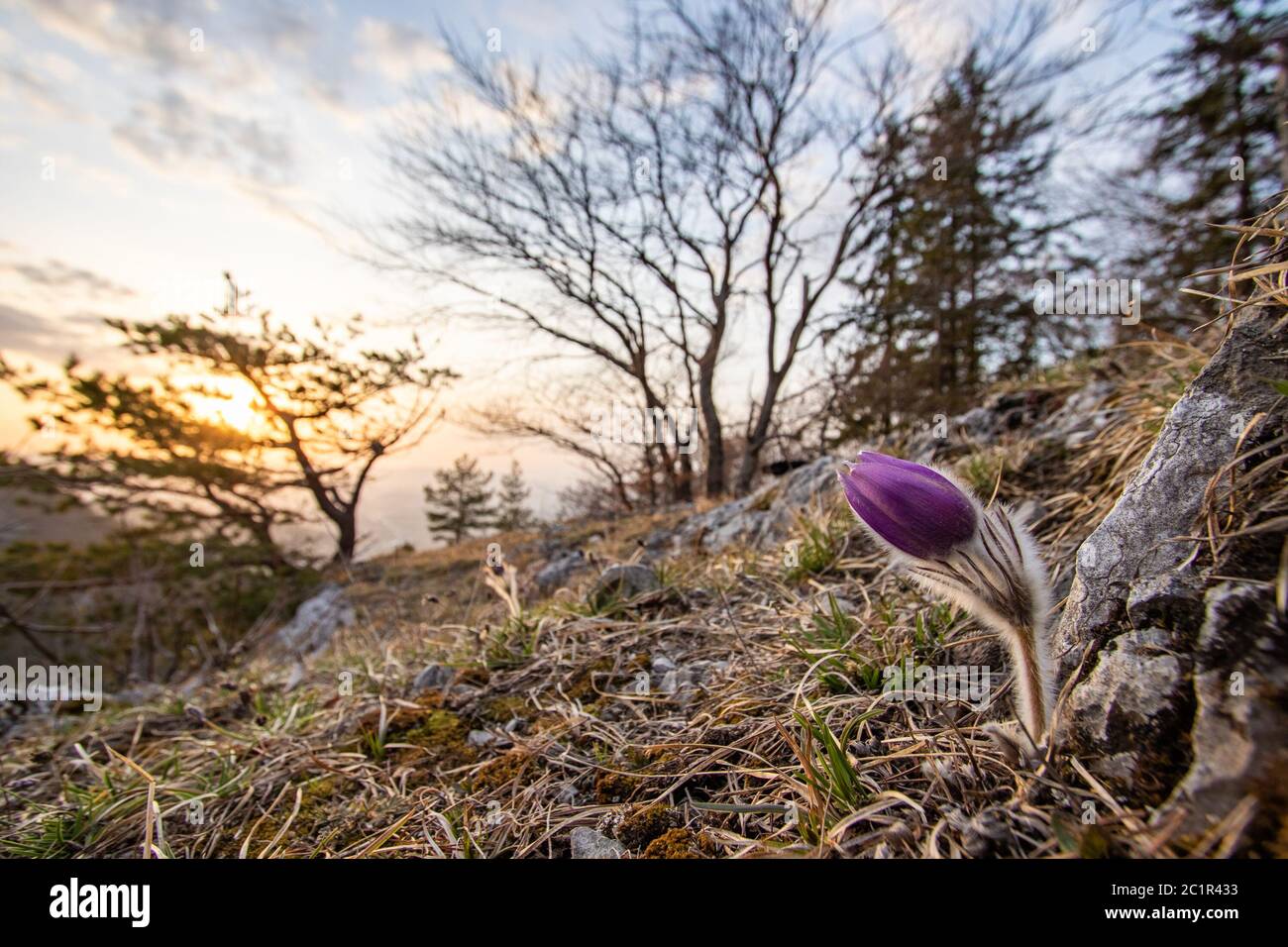 One purple flower blooming on the rocks with trees and sunset in ...