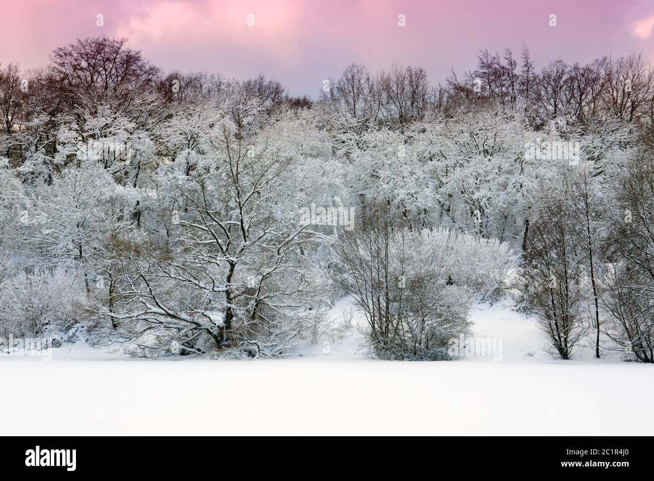 Trees pink sky background hi-res stock photography and images - Alamy