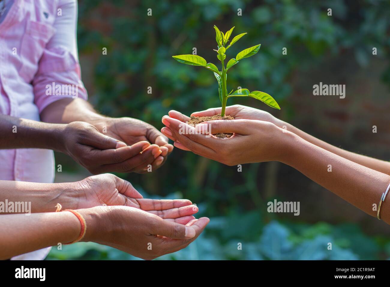 a lady is giving plant towards a man to promote plantation Stock Photo