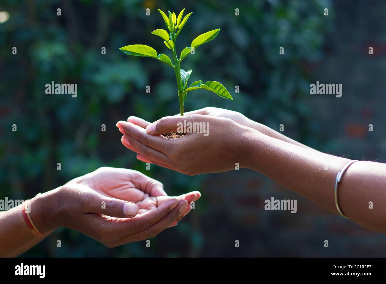 a lady is giving plant towards a man to promote plantation Stock Photo