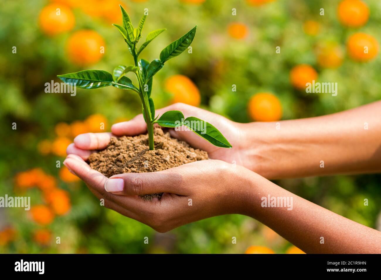 A woman putting Plant on the soil Stock Photo
