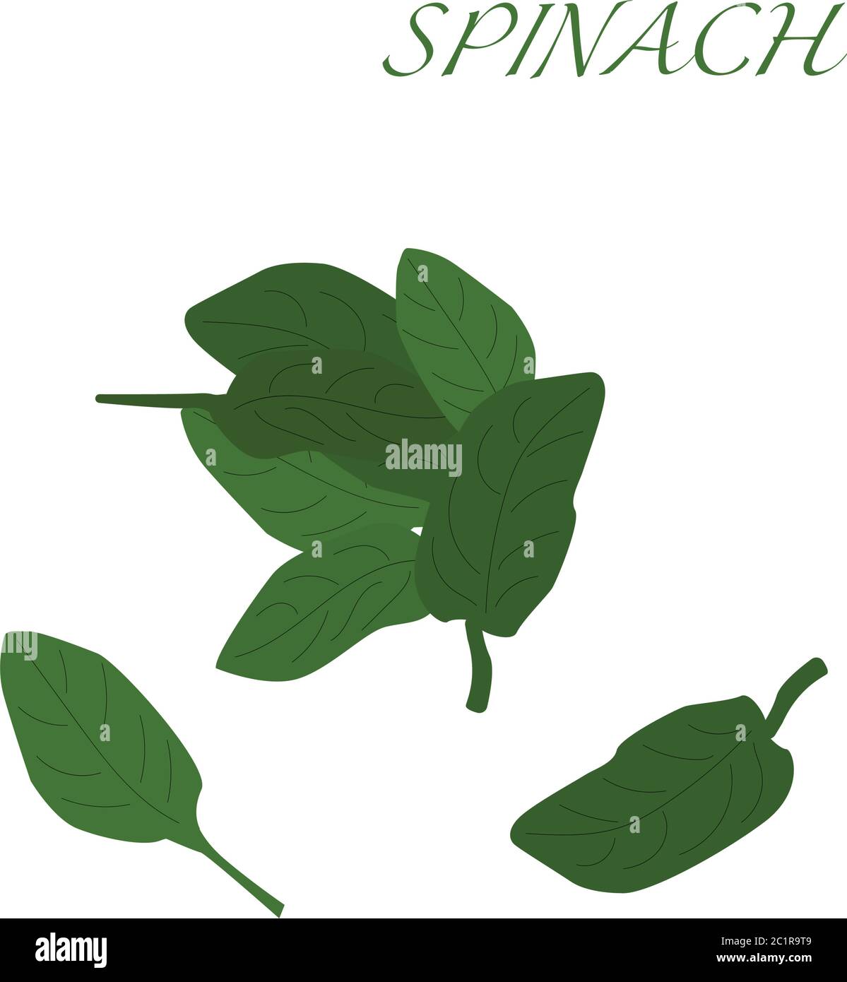 Spinach on a white background, hand-drawn vector illustration Stock Vector