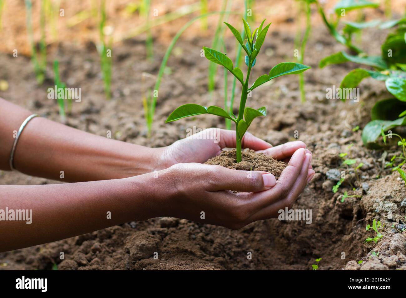 A woman putting Plant on the soil Stock Photo
