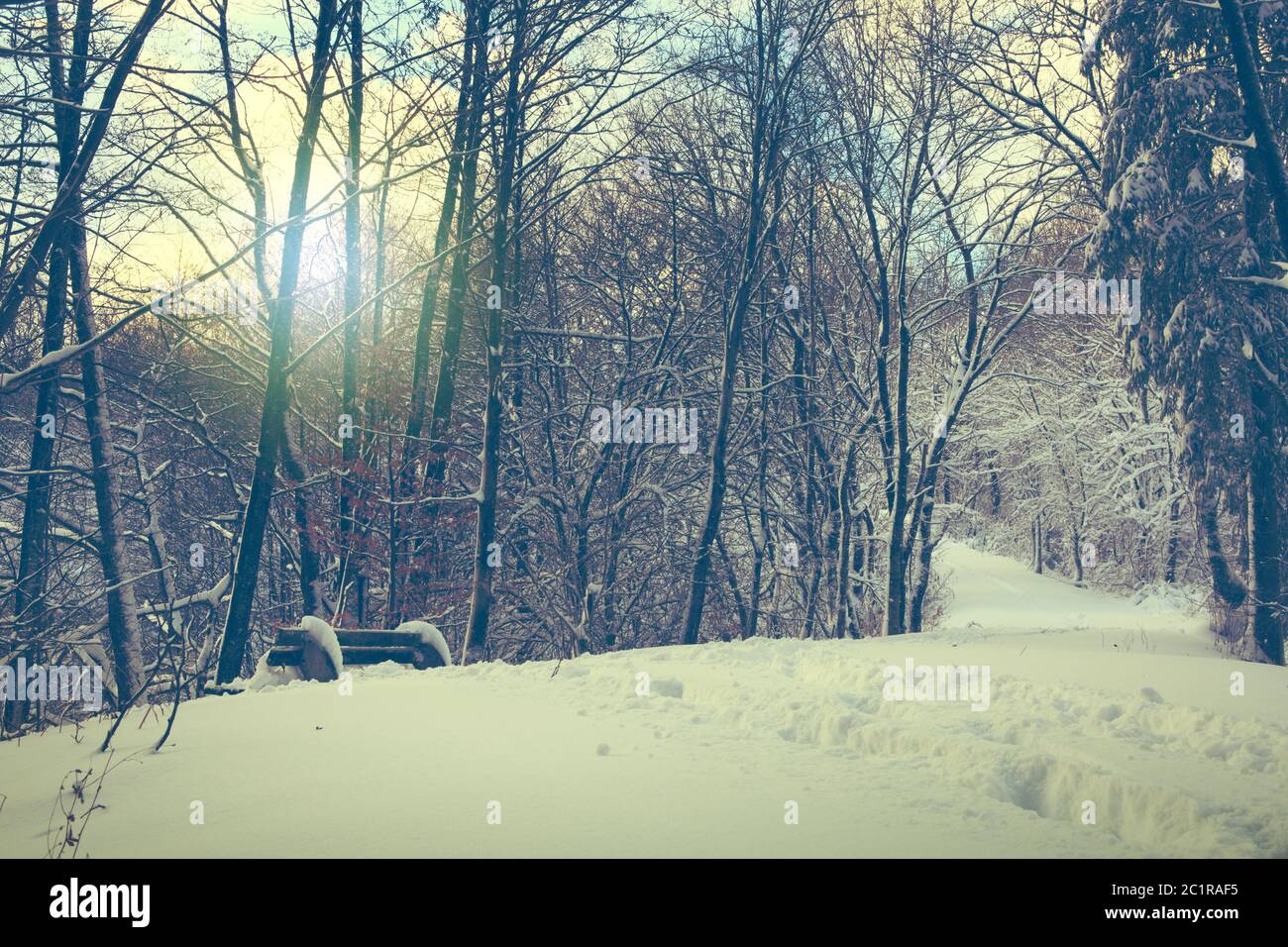 Trees with snow in winter forest.Winter forest in a rays of sun. Stock Photo