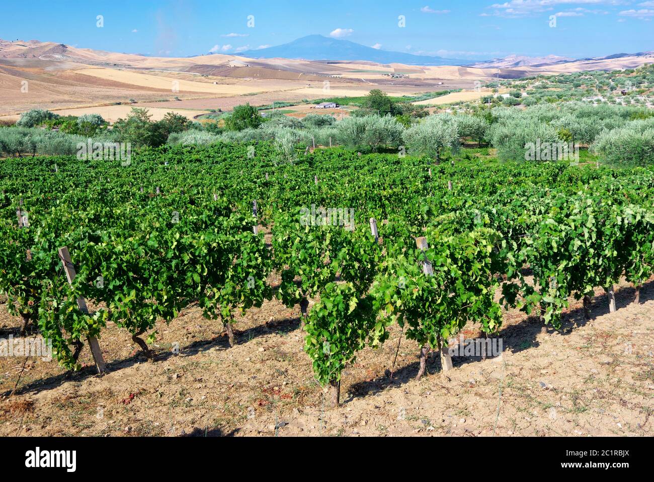 landscape vineyard in Sicily summer countryside, on background Etna Mount Stock Photo