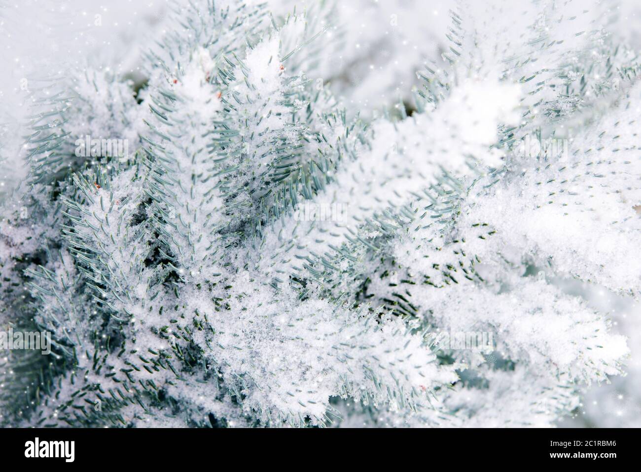 Snow-covered blue fir tree. Winter background with snow. Stock Photo