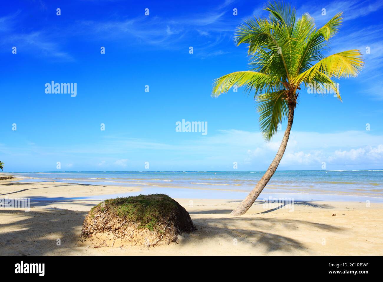 Palm tree on white tropical beach. Travel background. Stock Photo