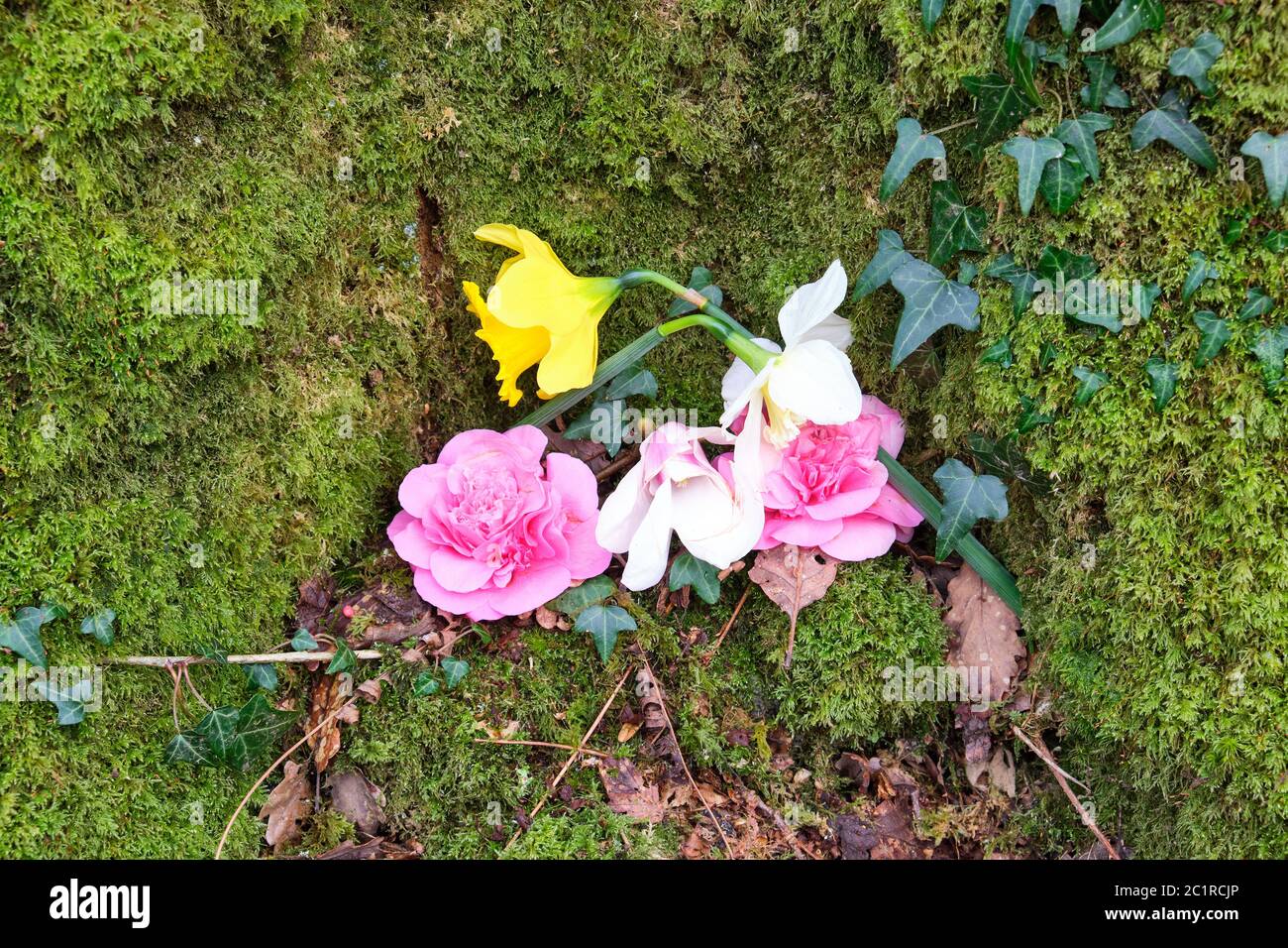 Blooming flowers in front of some green moss Stock Photo - Alamy
