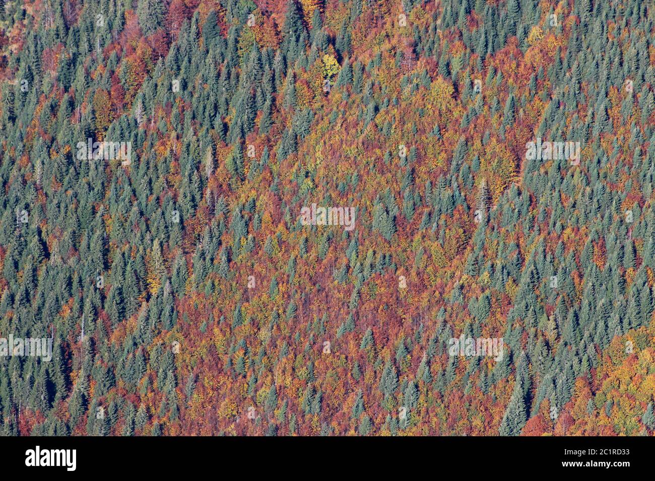 Mountain Autumn Forest Stock Photo