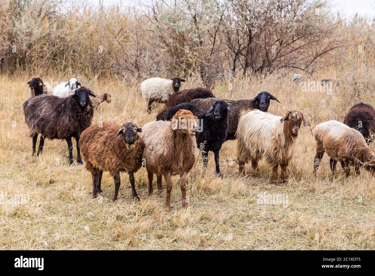 Flock of sheep grazing in the steppes of kazakhstan. Stock Photo