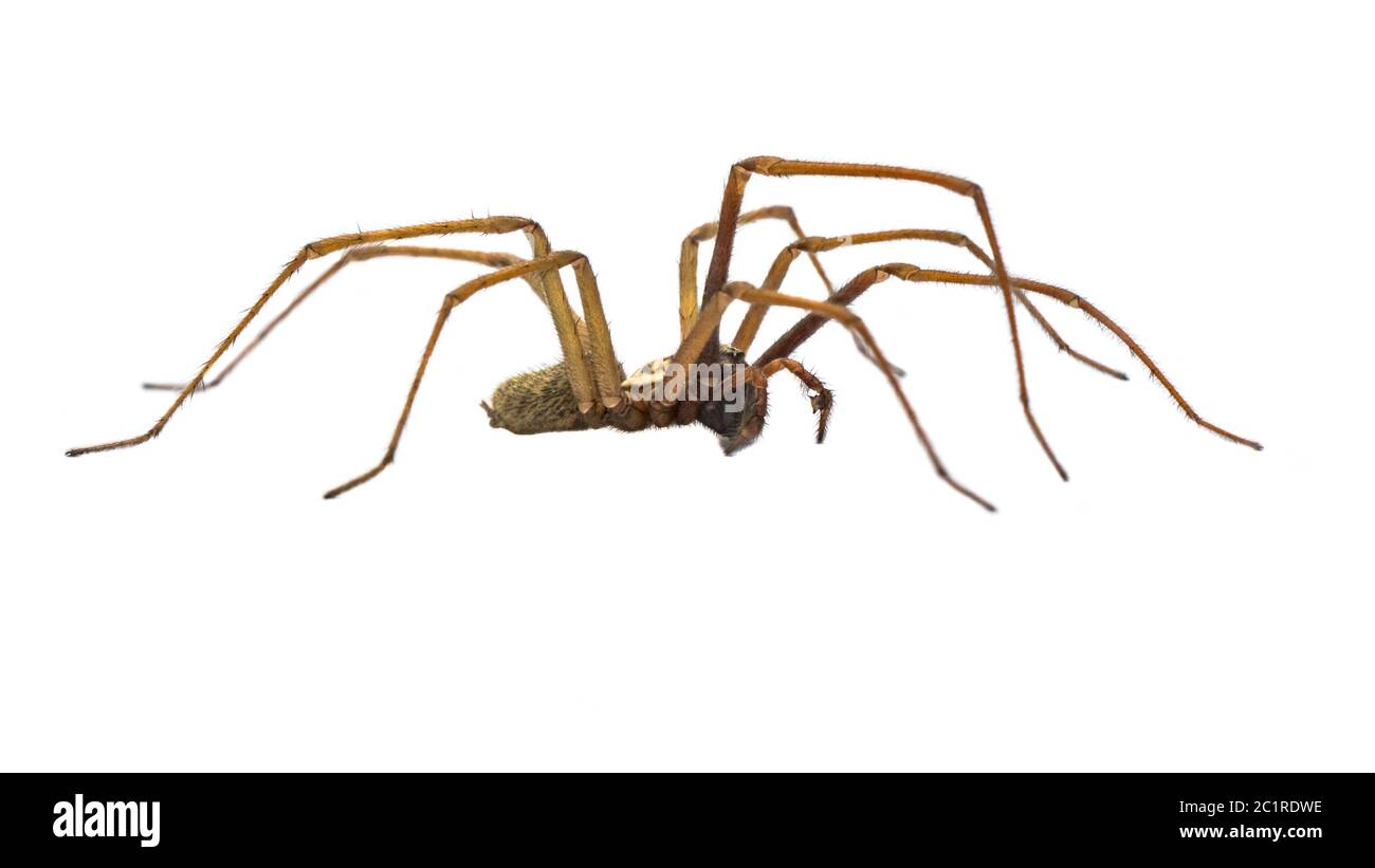 Giant house spider (Eratigena atrica) side view of arachnid with long hairy legs isolated on white background Stock Photo