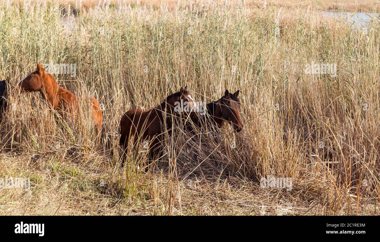 Wild horses hide in the reeds Stock Photo - Alamy