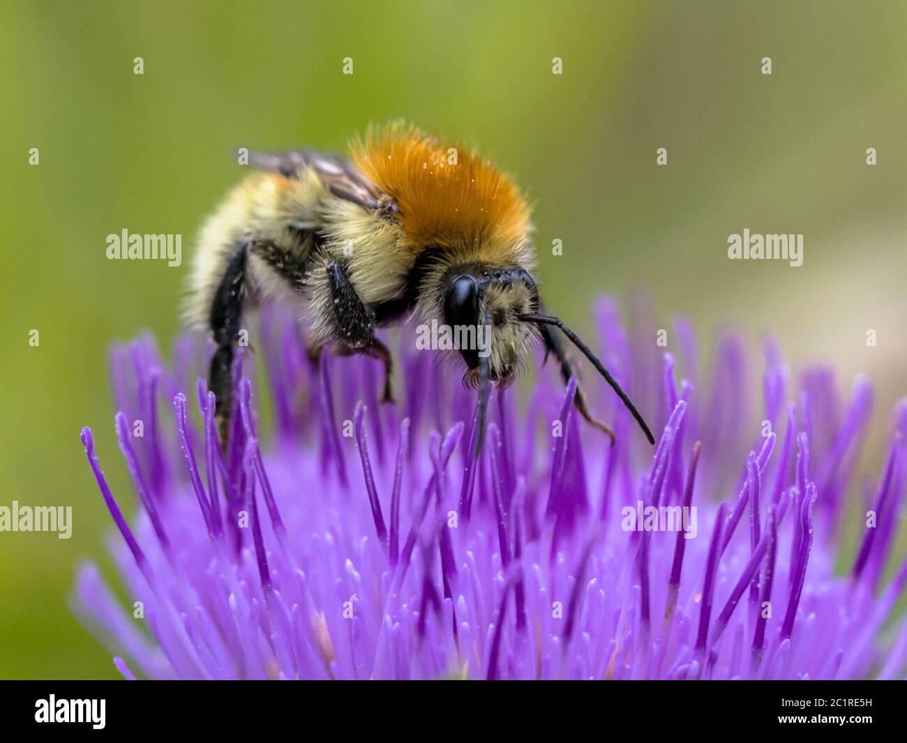 Great yellow bumblebee (Bombus distinguendus). Wild bee on wildflower eating nectar in nature reserve in Cevennes, France Stock Photo