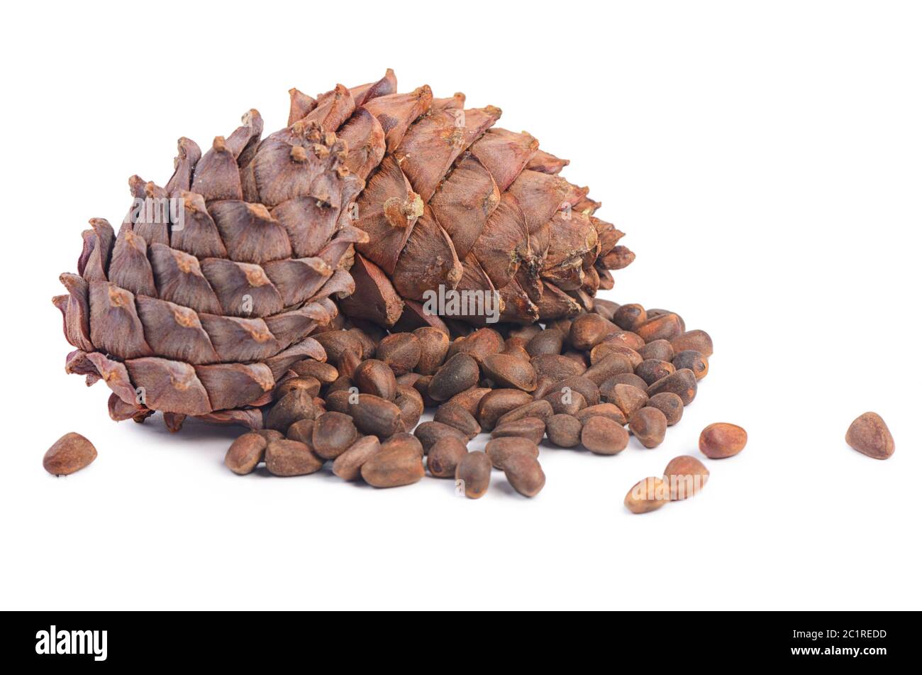 Cedar cone close up isolated on white background Stock Photo