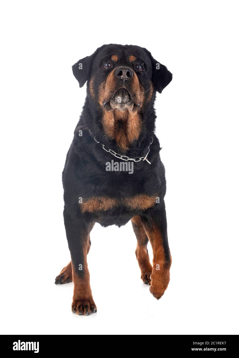purebred rottweiler in front of white background Stock Photo Alamy