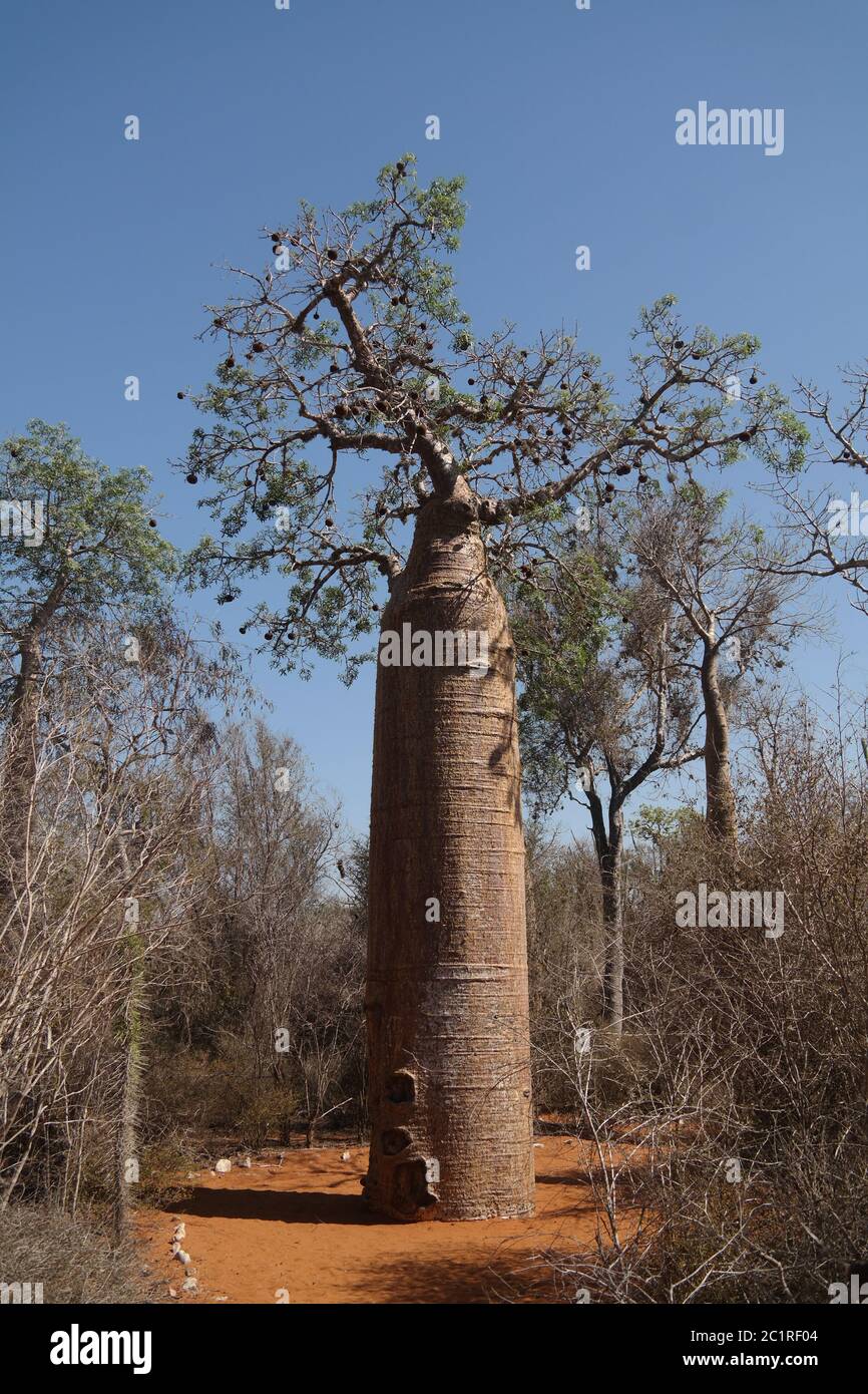 Landscape with Adansonia grandidieri baobab tree in Reniala national ...