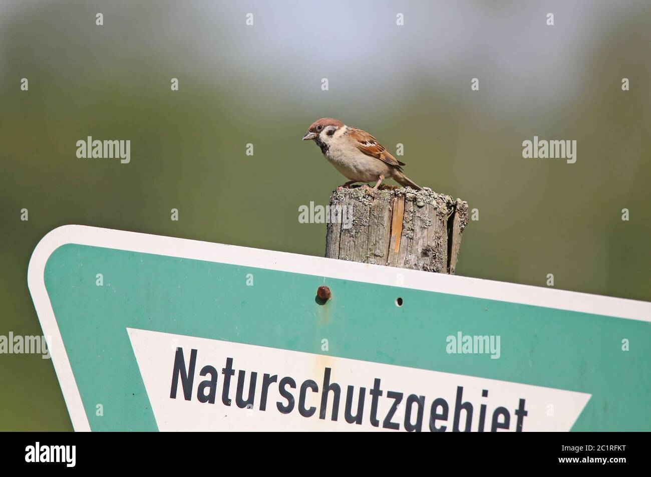 Field sparrow passer montanus on shield nature reserve Stock Photo