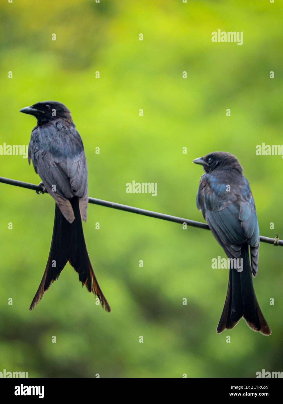 Pair Purple Martin birds in a Rope. Selective focus. Shallow depth of field. Background blur. Stock Photo