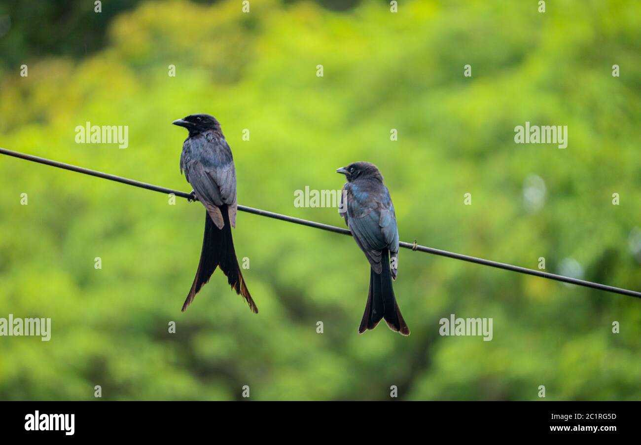 Landscape Pair Purple Martin birds in a Rope. Selective focus. Shallow depth of field. Background blur. Stock Photo