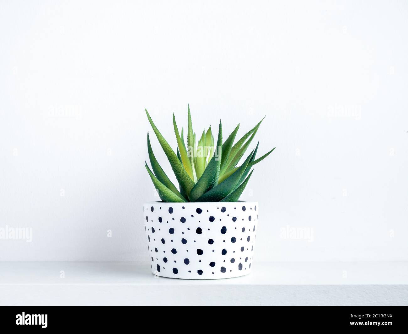 Plants pot. Green succulent plant in modern white with black dots pattern colour painted concrete planter on shelf on white background. Stock Photo