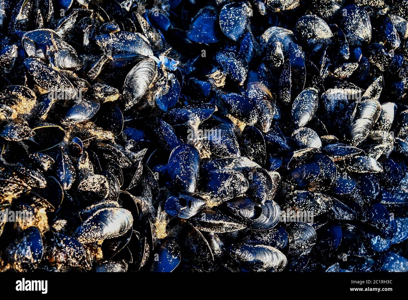background of mussels, digital photo picture as a background Stock Photo