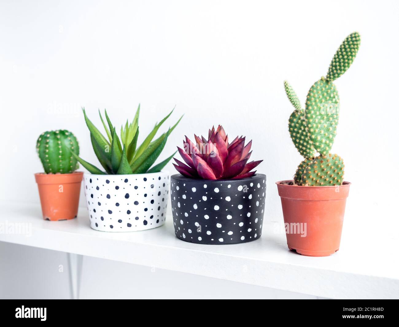 Plants pot. Green and red succulent plants in modern black and white with dots pattern colour painted concrete planters and cactus in plastic pots on Stock Photo