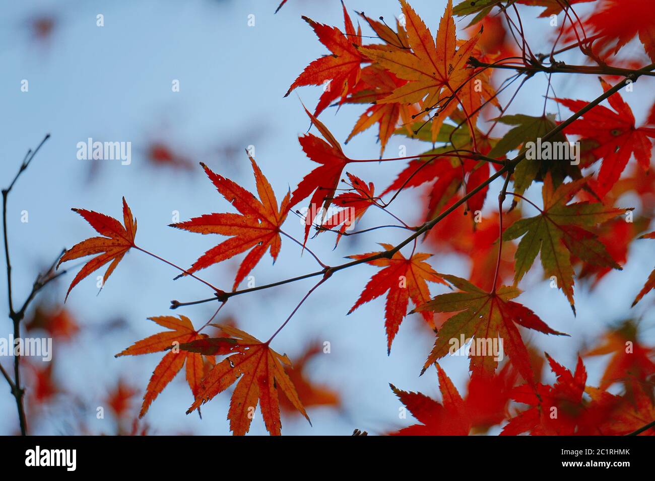red tree leaves background Stock Photo - Alamy