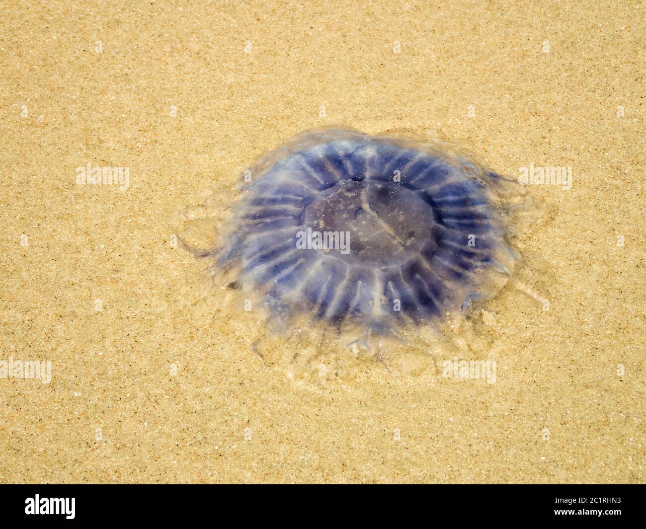 Germany, Wangerooge - Jellyfish Stock Photo