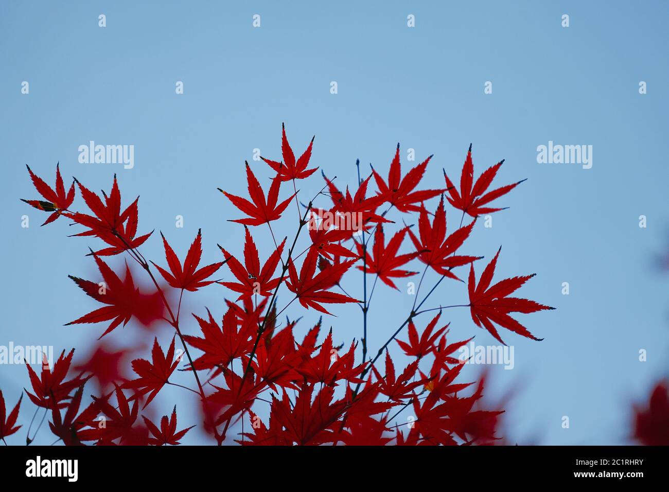 red tree leaves background Stock Photo - Alamy