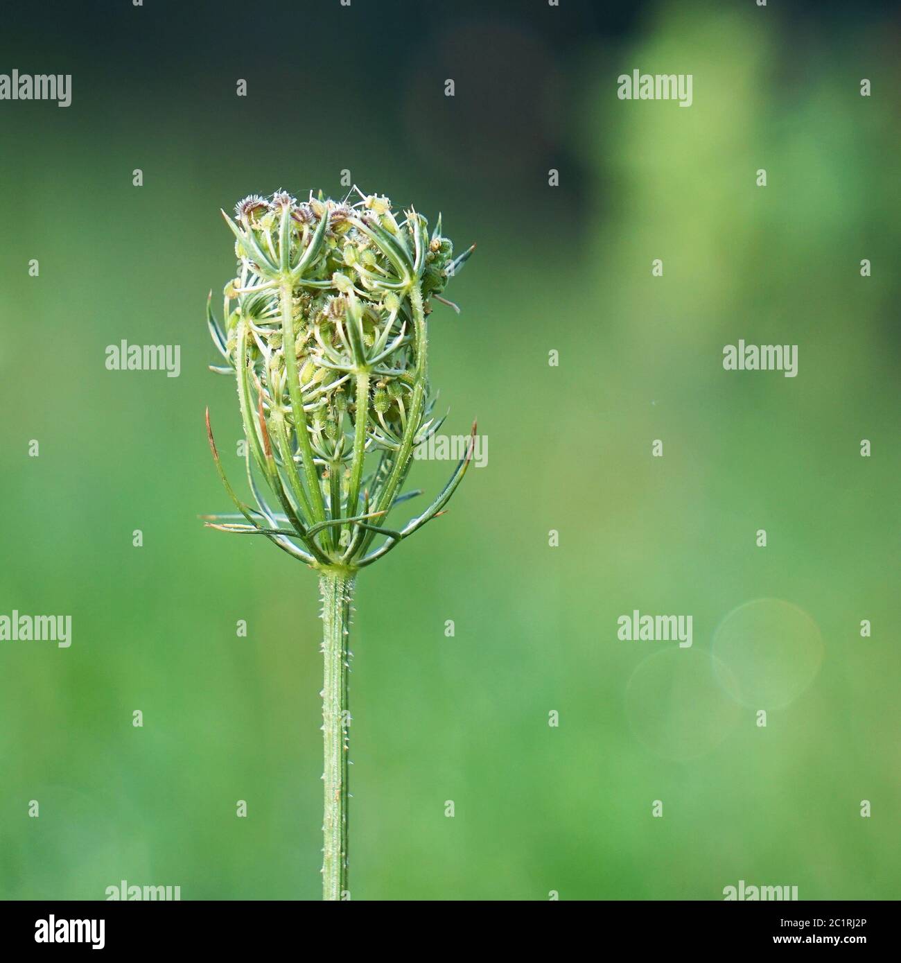 Plant in garden decorative hi-res stock photography and images - Alamy