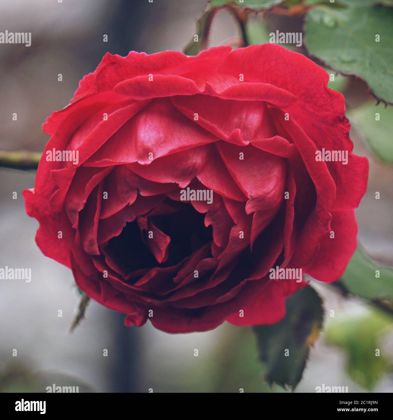 red rose flower plant Stock Photo Alamy