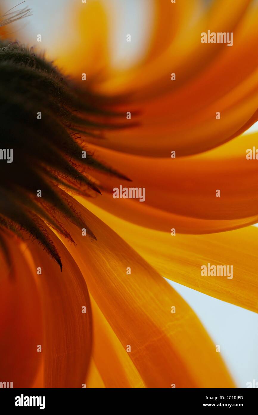 Orange petals hi-res stock photography and images - Alamy