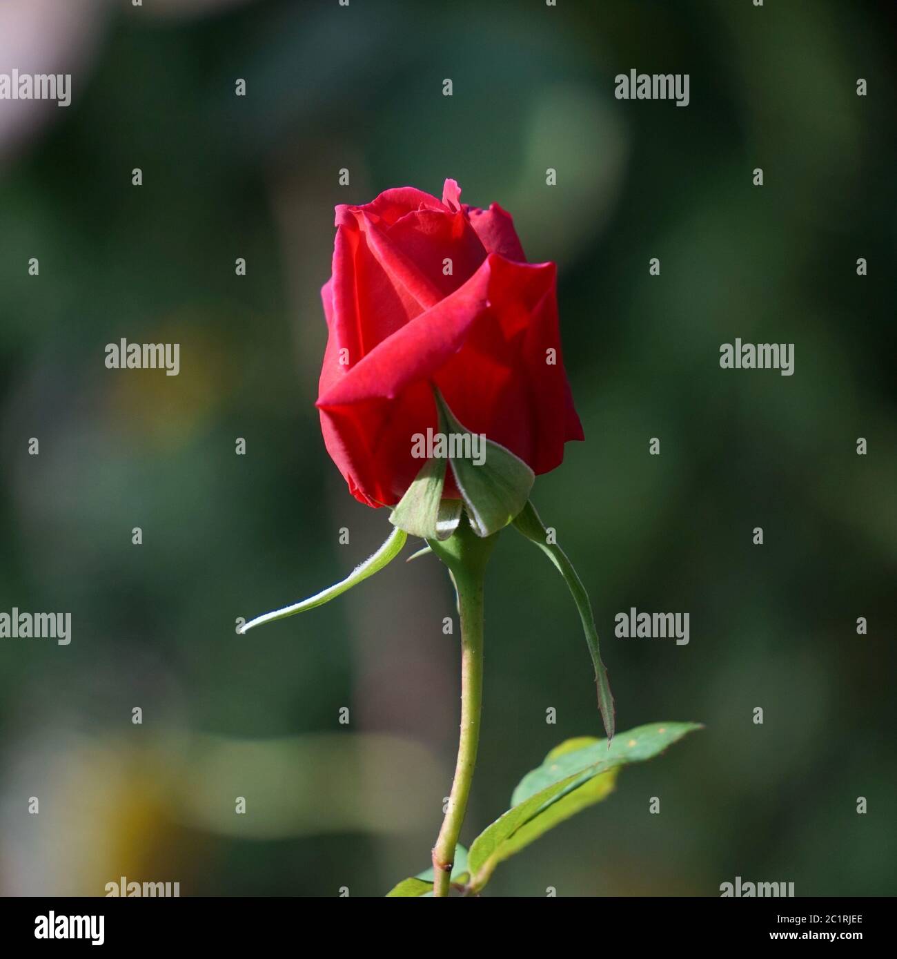 red rose flower plant Stock Photo Alamy