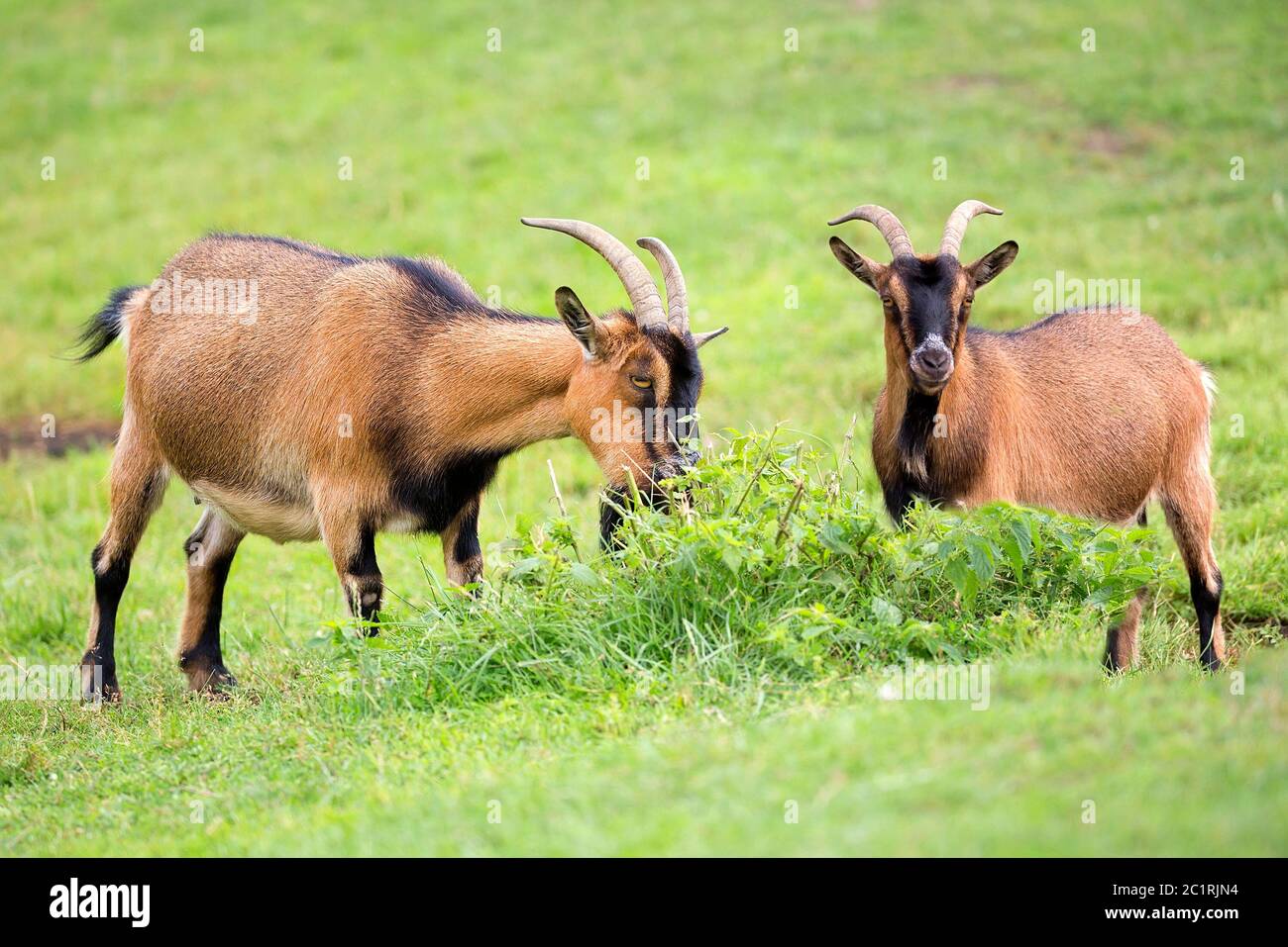Goats in a clearing Stock Photo