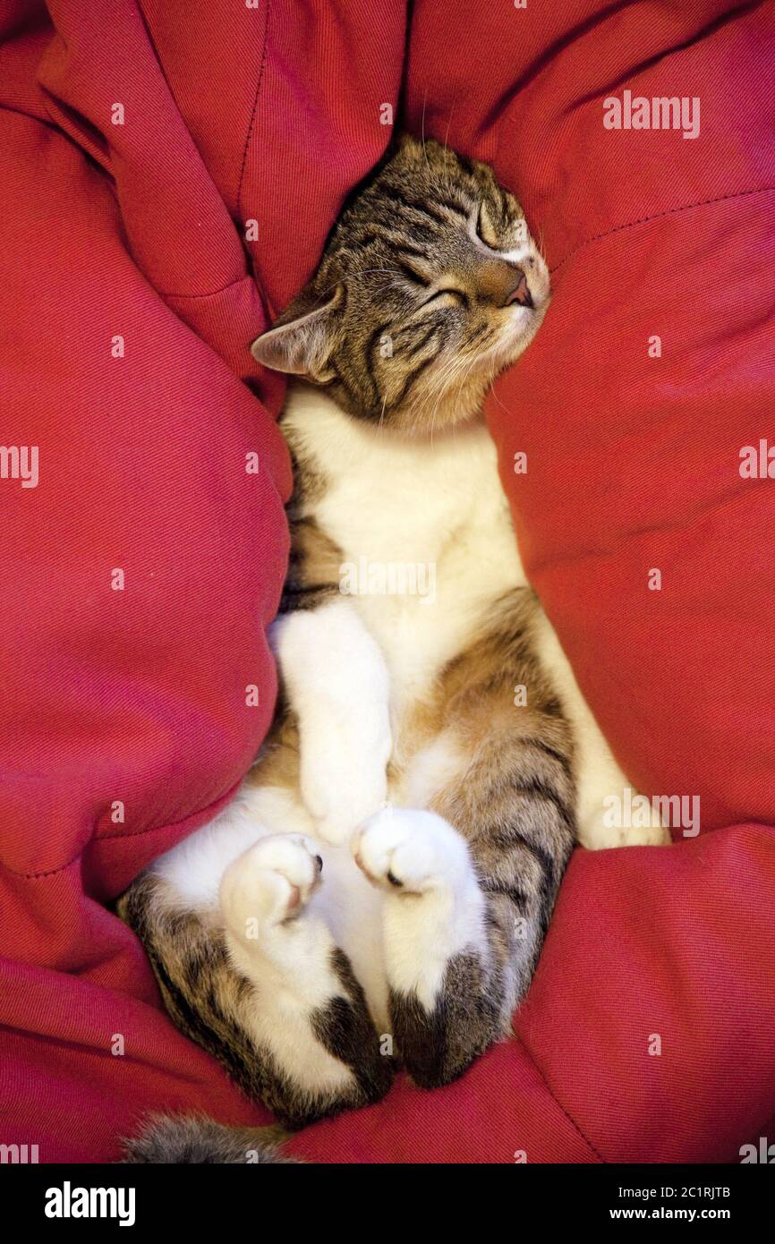 Relaxed, sleeping tomcat (Felis silvestris catus) lying in red pillow, Germany, Europe Stock Photo