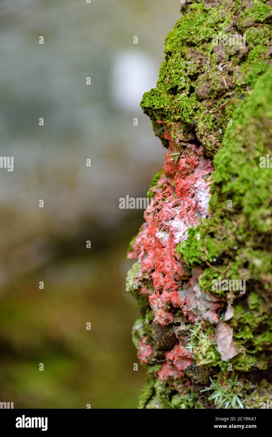Red and green moss and vegetation Stock Photo