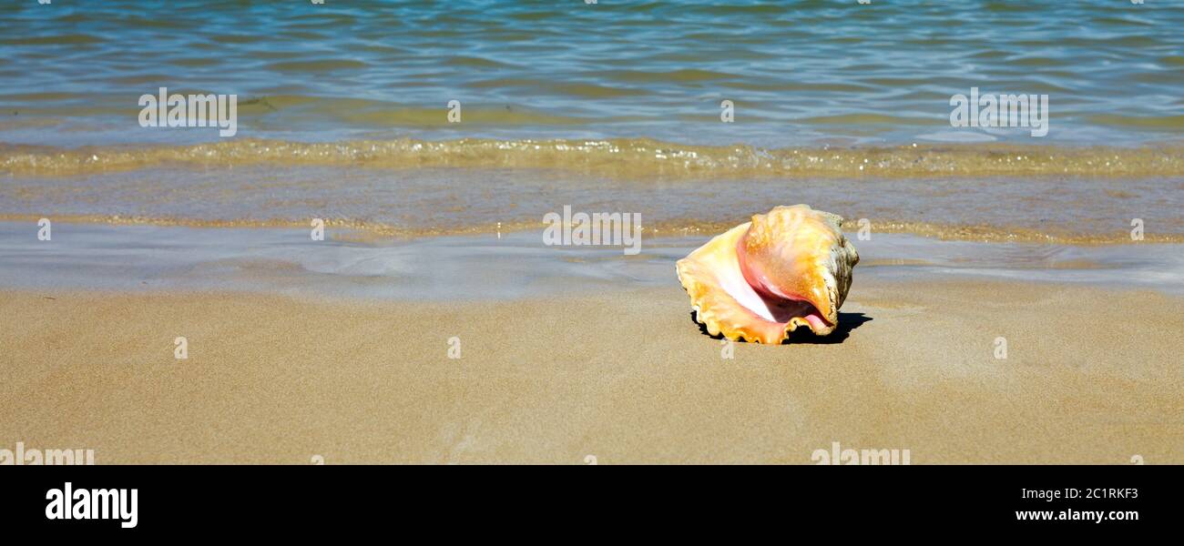 Sea shell on tropical beach. Travel background. Stock Photo