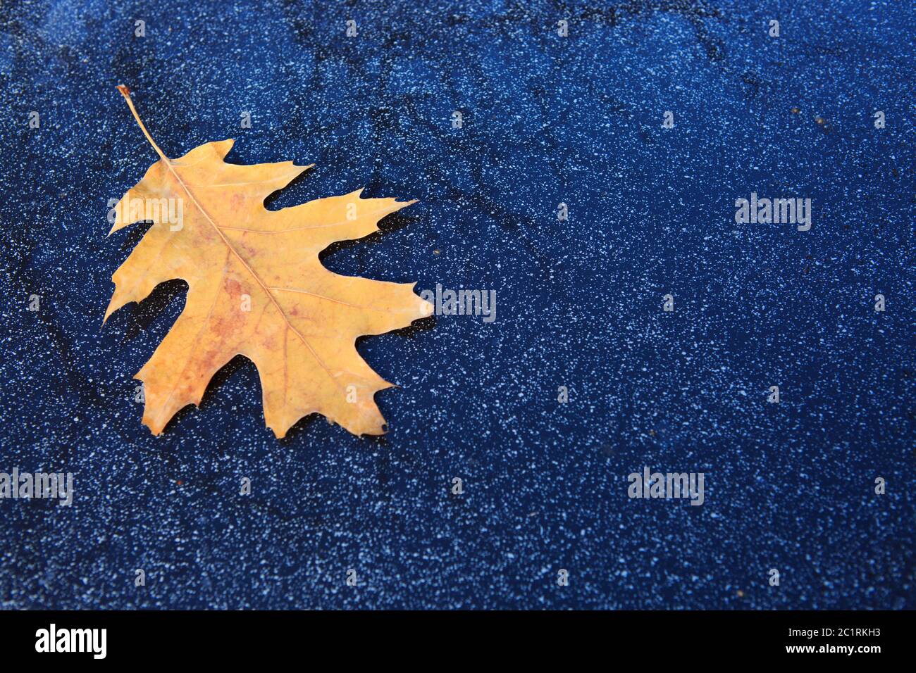 Yellow oak leaf isolated on a gray background. Stock Photo