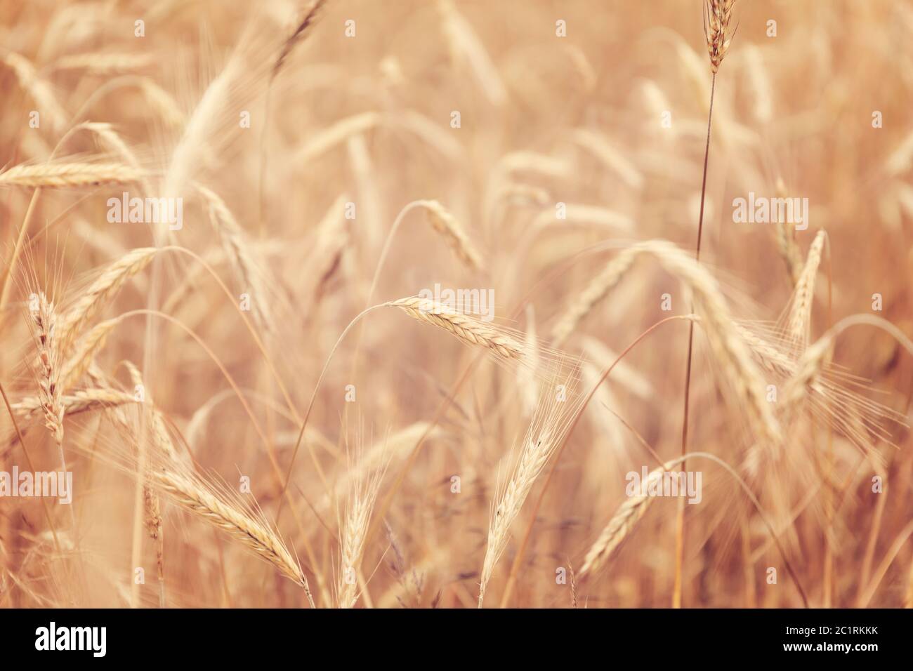Golden wheat field countryside Stock Photo